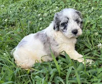 Sassy Girl 1, a female Miniature Aussiedoodle for sale in Randolph, MS – 2 of 4
