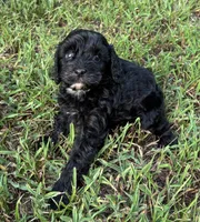 CavaPoo Boy 4, a male Cavapoo for sale in Randolph, MS – 3 of 4