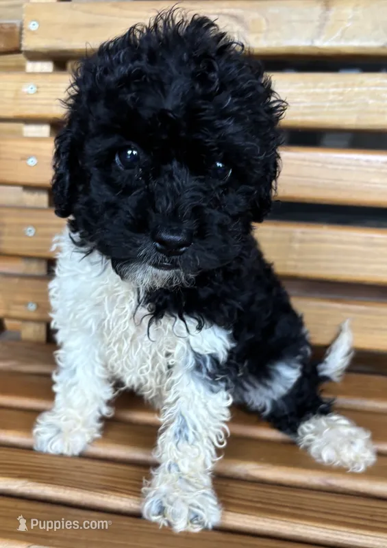 Cookie Girl 3 – Poochon puppy for sale in Randolph, MS