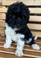 Cookie Girl 3, a female Poochon for sale in Randolph, MS – 1 of 1