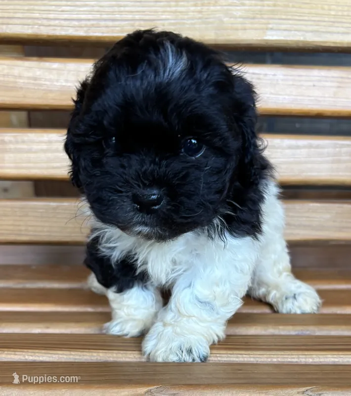 Penny Boy 3 – Shihpoo puppy for sale in Randolph, MS