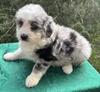 Pepper Boy 2, a male Miniature Aussiedoodle for sale in Randolph, MS – 2 of 2