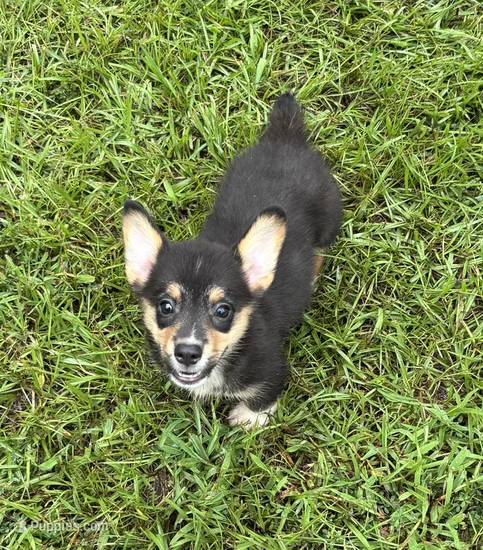 Rocky Boy  – Pembroke Welsh Corgi puppy for sale in Randolph, MS
