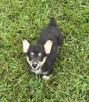 Rocky Boy , a male Pembroke Welsh Corgi for sale in Randolph, MS – 1 of 2