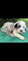 Molly Boy 1, a male Poodle - Miniature  for sale in Randolph, MS – 2 of 2