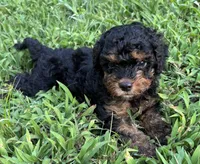 Cavapoo Boy 3, a male Cavapoo for sale in Randolph, MS – 1 of 3