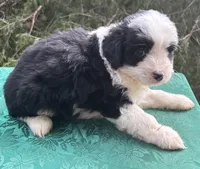 Pepper Boy 1, a male Miniature Aussiedoodle for sale in Randolph, MS – 1 of 2