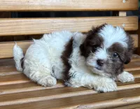 Penny Girl 3, a female Shihpoo for sale in Randolph, MS – 2 of 2