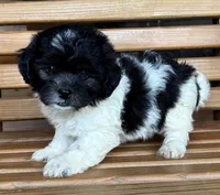 Penny Girl 3, a female Shihpoo for sale in Randolph, MS – 2 of 3