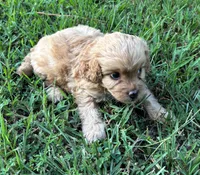 CavaPoo Boy 1, a male Cavapoo for sale in Randolph, MS – 2 of 4