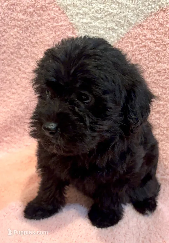 Cocoa Girl 1 – Yorkipoo puppy for sale in Randolph, MS