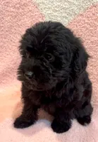 Cocoa Girl 1, a female Yorkipoo for sale in Randolph, MS – 1 of 1