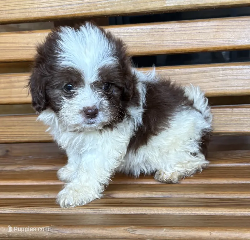 Penny Girl 3 – Shihpoo puppy for sale in Randolph, MS