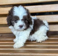 Penny Girl 3, a female Shihpoo for sale in Randolph, MS – 1 of 2