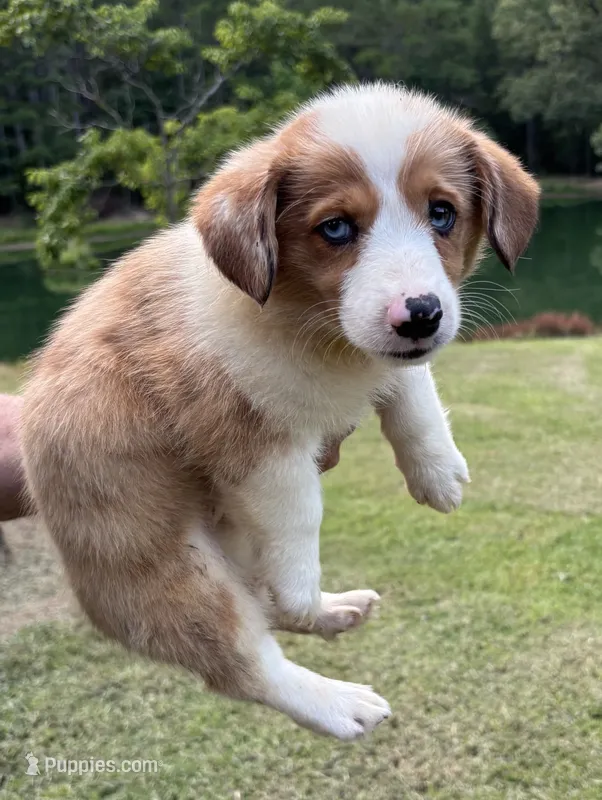 Cora Girl – Pembroke Welsh Corgi puppy for sale in Randolph, MS
