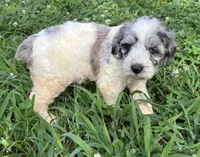 Sassy Girl 1, a female Miniature Aussiedoodle for sale in Randolph, MS – 3 of 4