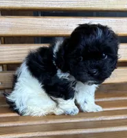 Penny Boy 3, a female Shihpoo for sale in Randolph, MS – 2 of 3