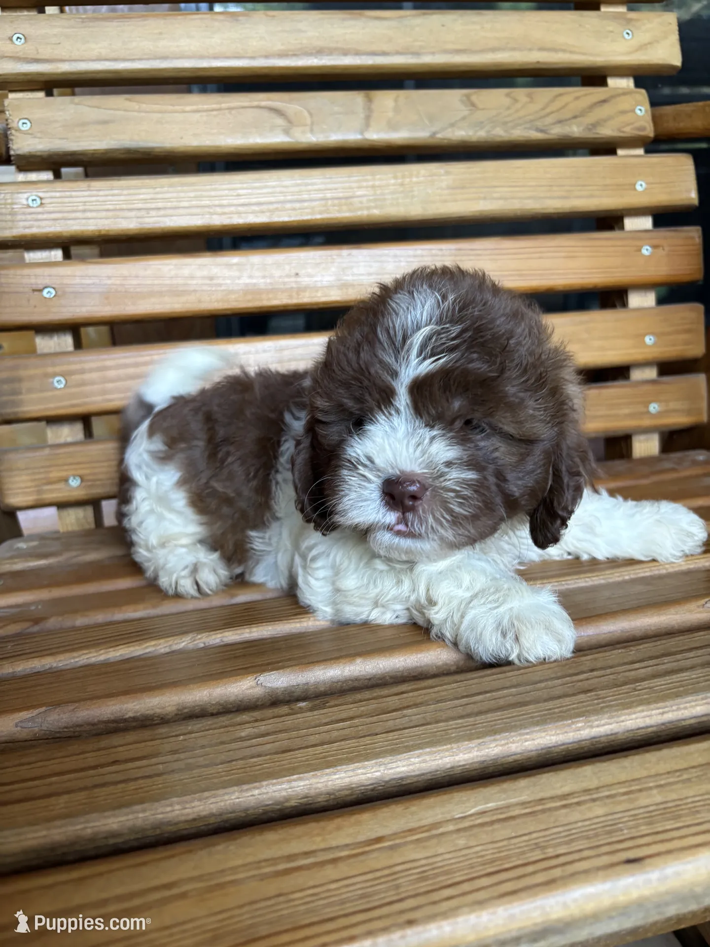 Penny Girl 3 – Shihpoo Puppy for Sale in Randolph, MS | Puppies.com