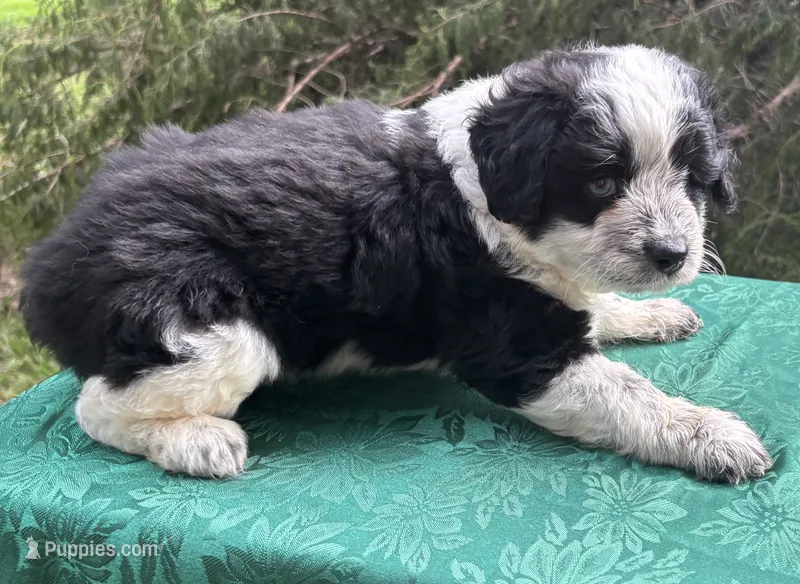 Pepper Girl 2 – Miniature Aussiedoodle puppy for sale in Randolph, MS