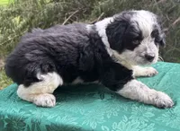 Pepper Girl 2, a female Miniature Aussiedoodle for sale in Randolph, MS – 1 of 1