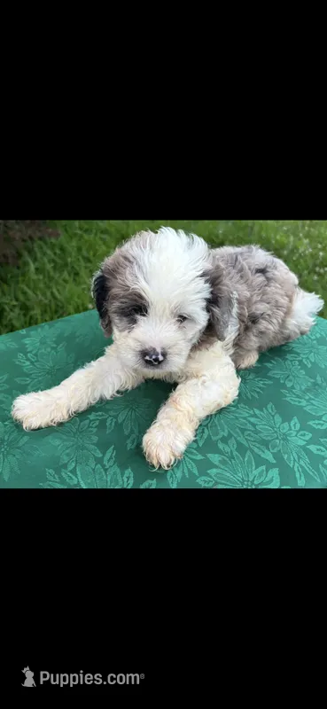 Molly Boy 1 – Poodle - Miniature  puppy for sale in Randolph, MS