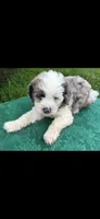 Molly Boy 1, a male Poodle - Miniature  for sale in Randolph, MS – 1 of 2