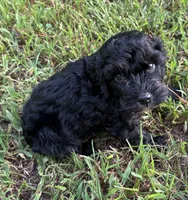 CavaPoo Boy 4, a male Cavapoo for sale in Randolph, MS – 2 of 4