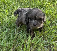 CavaPoo Boy 2, a male Cavapoo for sale in Randolph, MS – 3 of 3