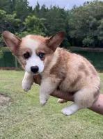 Rocky Boy 2, a male Pembroke Welsh Corgi for sale in Randolph, MS – 1 of 2