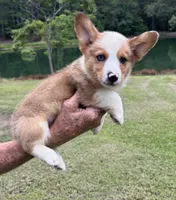 Rocky Boy 4, a male Pembroke Welsh Corgi for sale in Randolph, MS – 2 of 2
