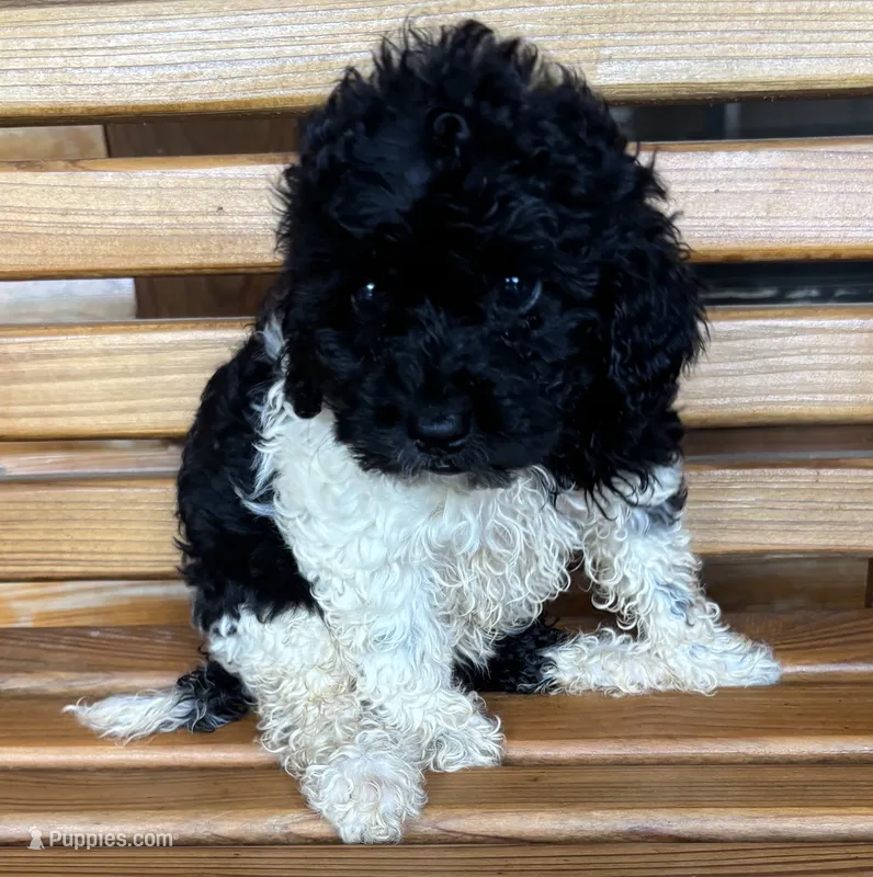 Penny Boy 4 – Shihpoo puppy for sale in Randolph, MS