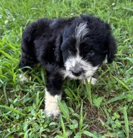 Sassy Boy 1, a male Miniature Aussiedoodle for sale in Randolph, MS – 2 of 4