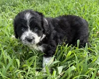 Sassy Boy 1, a male Miniature Aussiedoodle for sale in Randolph, MS – 3 of 4