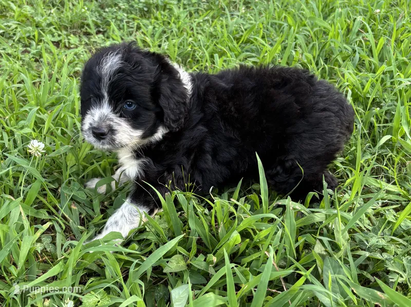 Sassy Boy 1 – Miniature Aussiedoodle puppy for sale in Randolph, MS
