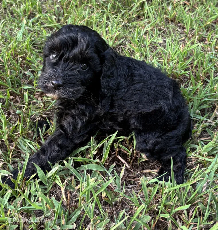 CavaPoo Boy 4 – Cavapoo puppy for sale in Randolph, MS