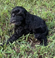 CavaPoo Boy 4, a male Cavapoo for sale in Randolph, MS – 4 of 4