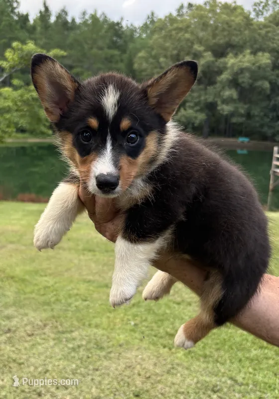 Rocky Boy 1 – Pembroke Welsh Corgi puppy for sale in Randolph, MS