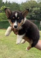 Rocky Boy 1, a male Pembroke Welsh Corgi for sale in Randolph, MS – 1 of 2