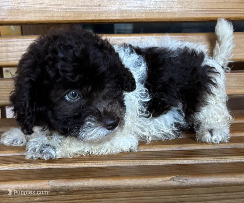 Cookie Girl 2 – Poochon puppy for sale in Randolph, MS