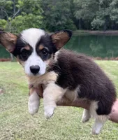 Rocky Boy 3, a male Pembroke Welsh Corgi for sale in Randolph, MS – 2 of 2