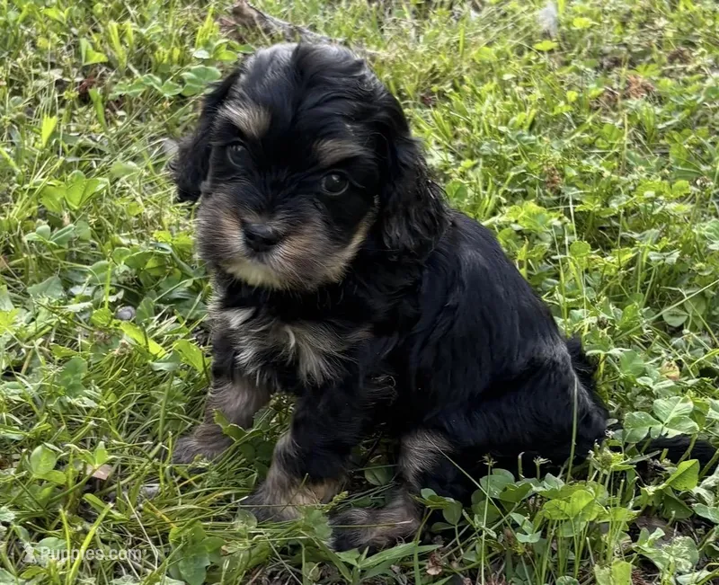 Goldie Girl 4 – Miniature Goldendoodle puppy for sale in Randolph, MS