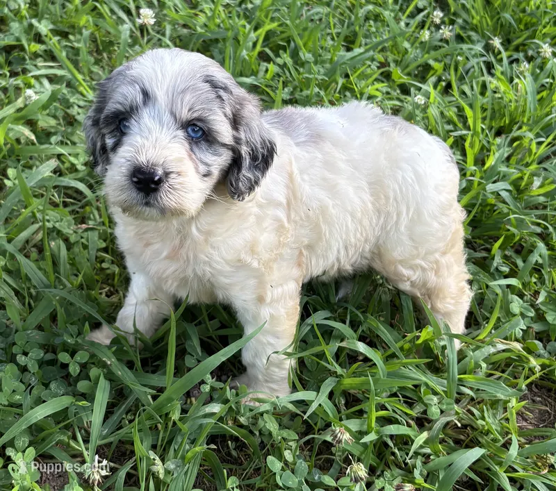 Sassy Girl 1 – Miniature Aussiedoodle puppy for sale in Randolph, MS