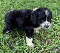 Sassy Boy 1, a male Miniature Aussiedoodle for sale in Randolph, MS – 4 of 4