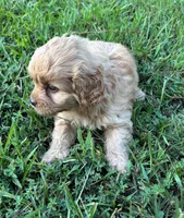 CavaPoo Boy 1, a male Cavapoo for sale in Randolph, MS – 3 of 4