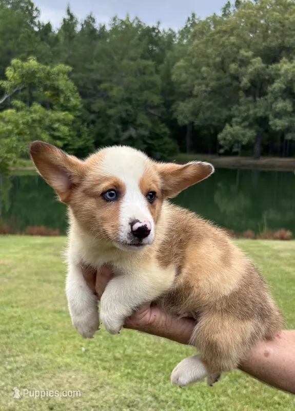 Rocky Boy 4 – Pembroke Welsh Corgi puppy for sale in Randolph, MS