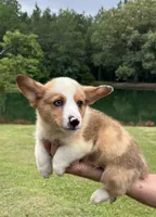 Rocky Boy 4, a male Pembroke Welsh Corgi for sale in Randolph, MS – 1 of 2