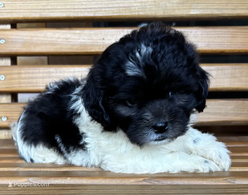 Penny Girl 3 – Shihpoo puppy for sale in Randolph, MS
