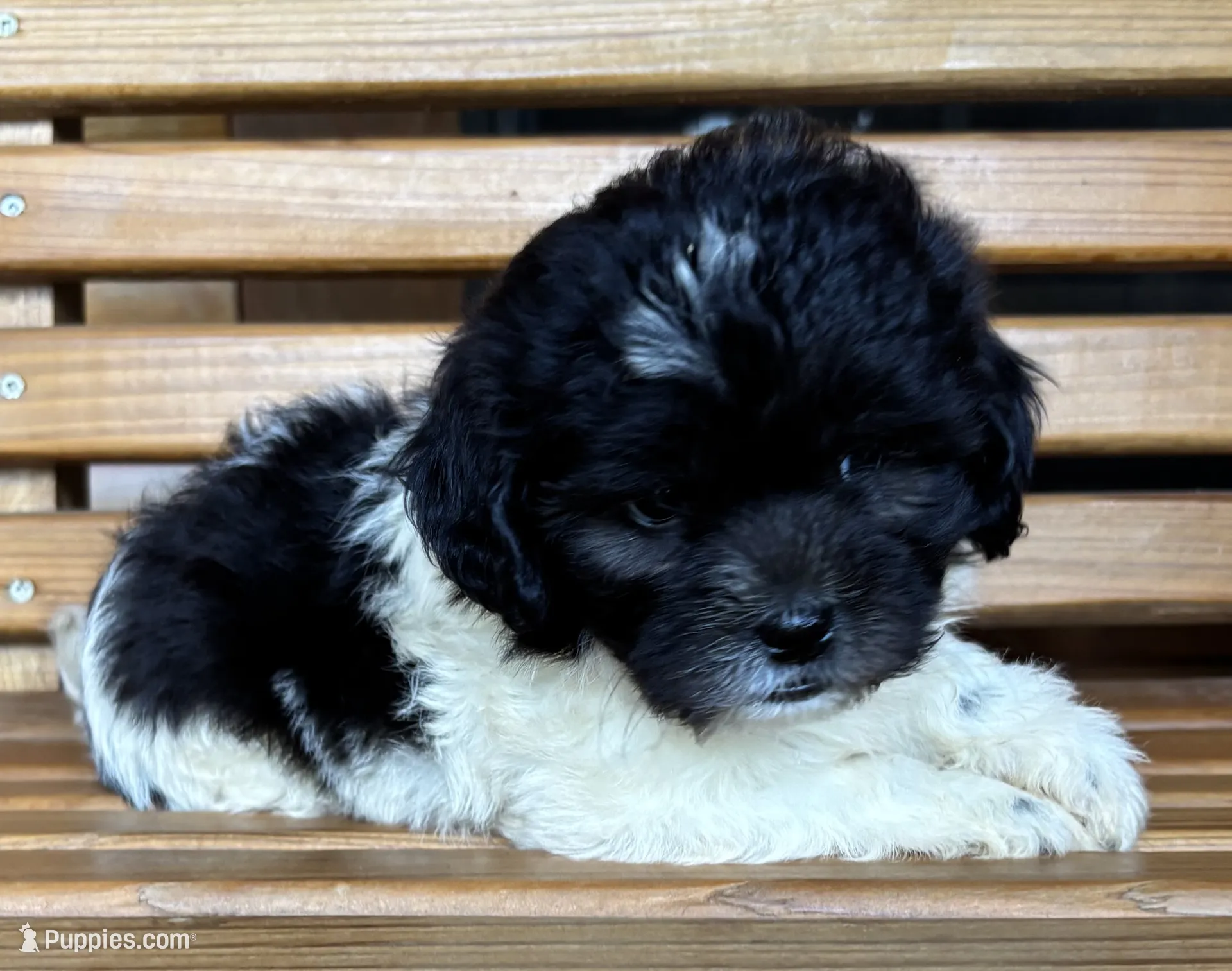 Penny Girl 2 – Shihpoo Puppy for Sale in Randolph, MS | Puppies.com
