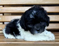 Penny Girl 3, a female Shihpoo for sale in Randolph, MS – 1 of 3