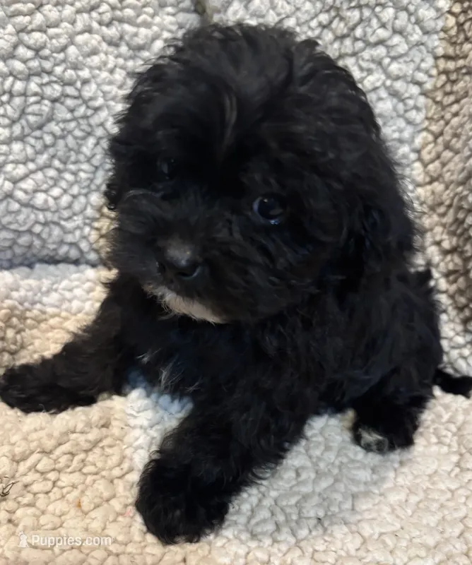 Cocoa Boy 1 – Yorkipoo puppy for sale in Randolph, MS